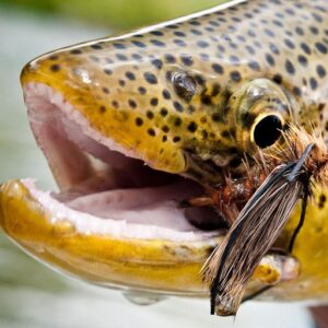 Wild Green River Brown Trout Trophy