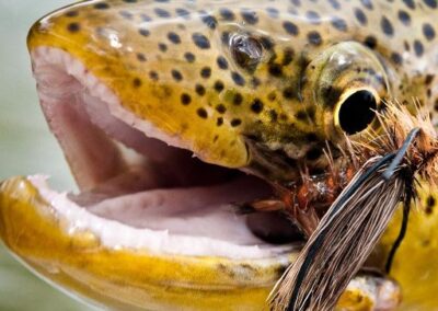 Wild Green River Brown Trout Trophy