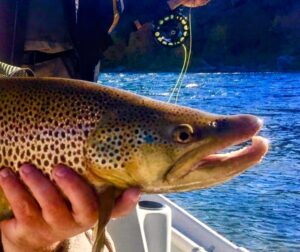 Kype jaw male Green River Brown Trout Dutch John Resort Green River 