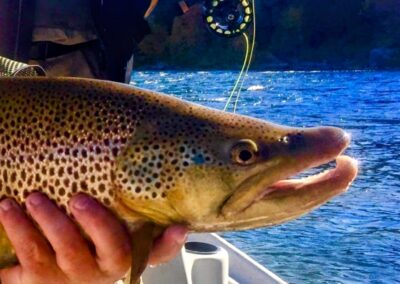 Kype jaw male Green River Brown Trout Dutch John Resort Green River