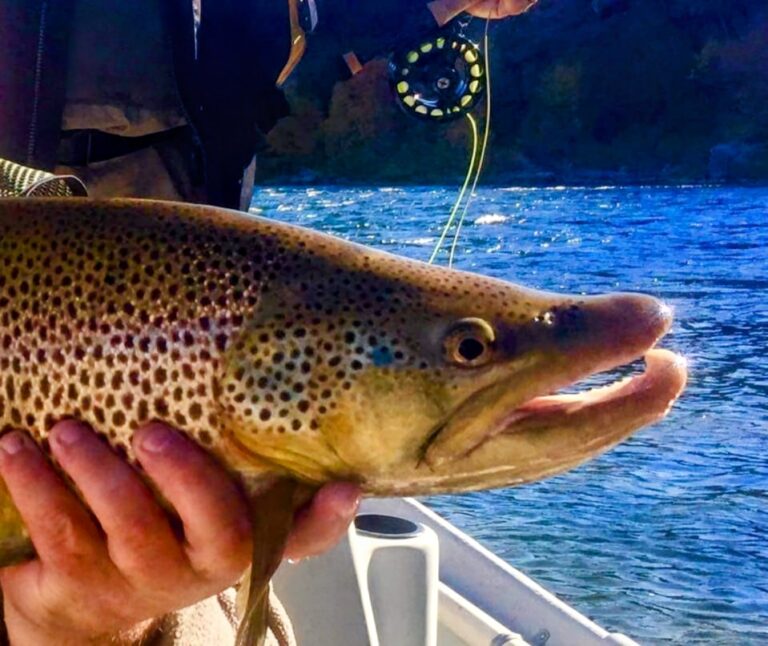 Kype jaw male Green River Brown Trout Dutch John Resort Green River