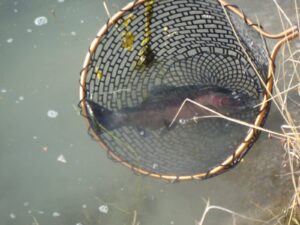 Green river trout fishing in a drift boat Dutch john resort fly fishing guides