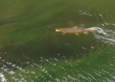Green river fly fishing guides with trophy wild brown trout ready to br safely released back into the green river.
