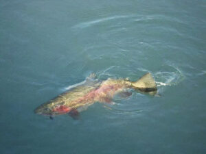 Giant Rainbow Trout With Sculpin Streamer Swiming In Deep Gin Clear Water.