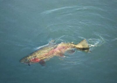 Giant Rainbow Trout With Sculpin Streamer Swiming In Deep Gin Clear Water.