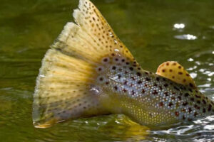 Huge Brown Trout Spotted Tail is safely released back into the green river by Dutch John resort.