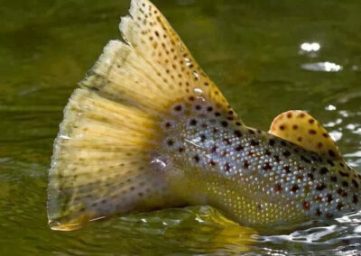 Huge Brown Trout Spotted Tail is safely released back into the green river by Dutch John resort.