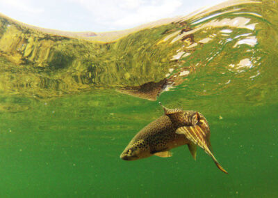 Wild Green River Brown Trout Just Safely Released Back To His Native Home In The Tail Waters Below Flaming Gorge Dam Green River By Dutch John Resort.