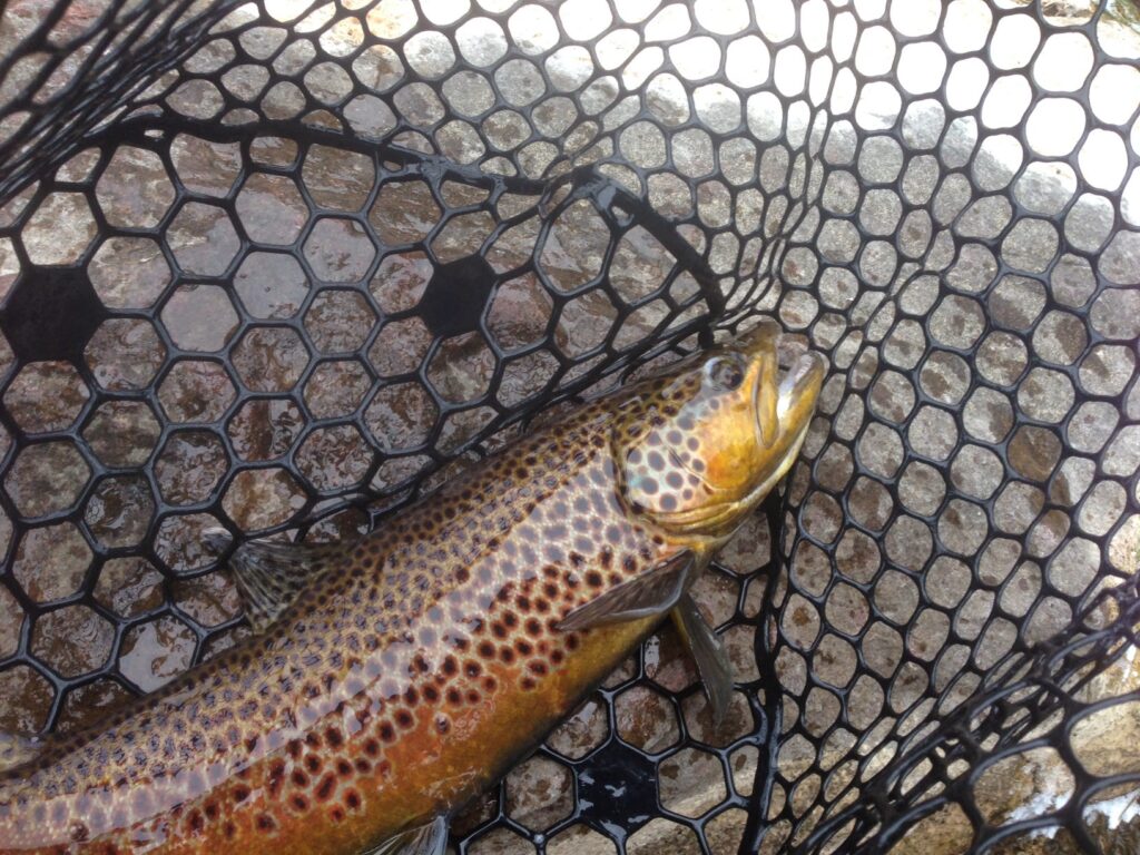 Drift Boat Fly fishing guest of Dutch John Resort Fishing Guides releasing large green river wild trout into the tail waters below Flaming Gorge Dam into the Green River