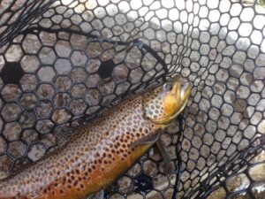 Drift Boat Fly fishing guest of Dutch John Resort Fishing Guides releasing large green river wild trout into the tail waters below Flaming Gorge Dam into the Green River 