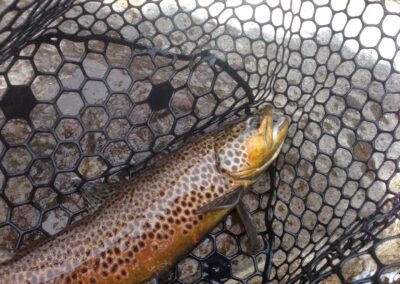 Drift Boat Fly fishing guest of Dutch John Resort Fishing Guides releasing large green river wild trout into the tail waters below Flaming Gorge Dam into the Green River