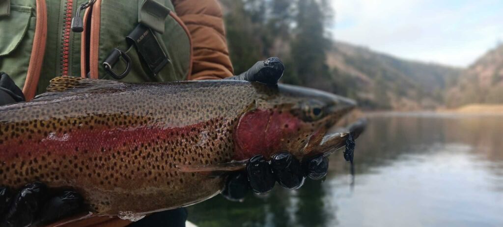 Fishing Guides
