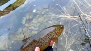 Green River Fishing Report: Flows, Hatches & Guide Strategy Below Flaming Gorge Dam Green River Fishing Report: Flows, Hatches & Guide Strategy Below Flaming Gorge Dam