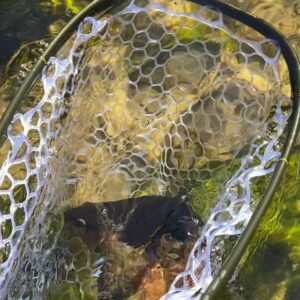 Green River Fishing Report: Flows, Hatches & Guide Strategy Below Flaming Gorge Dam Green River Fishing Report: Flows, Hatches & Guide Strategy Below Flaming Gorge Dam