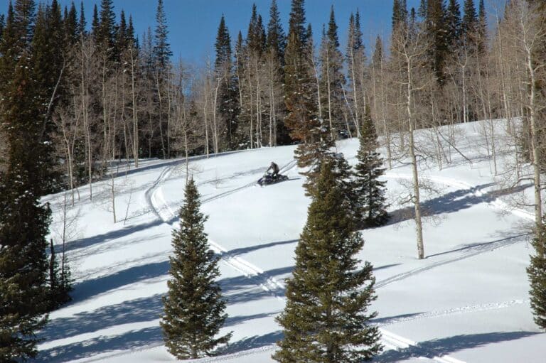 Snowy aspen and pine forest near Dutch John Resort